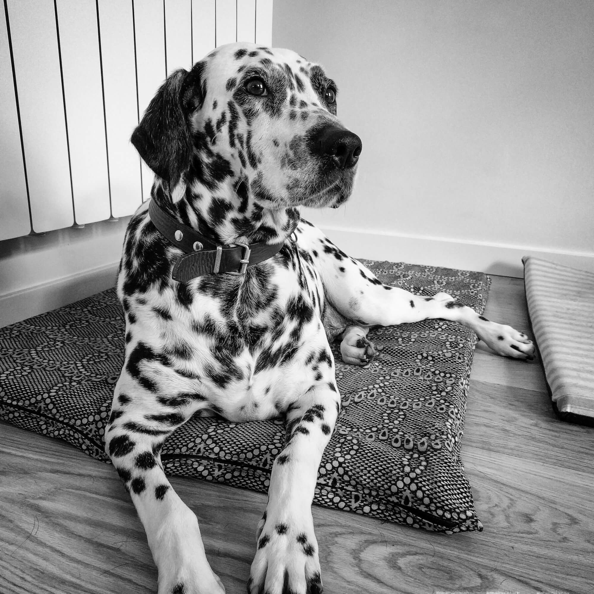 Lana-Dalmatian